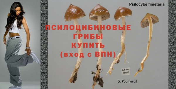 стафф Вязьма